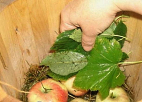 Моченые яблоки в домашних условиях Моченые яблоки в домашних условиях