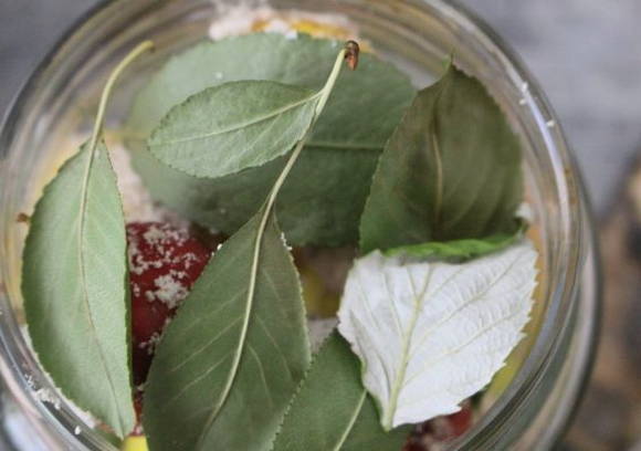 Моченые яблоки в домашних условиях Моченые яблоки в домашних условиях