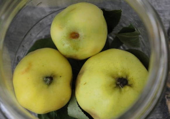 Моченые яблоки в домашних условиях Моченые яблоки в домашних условиях