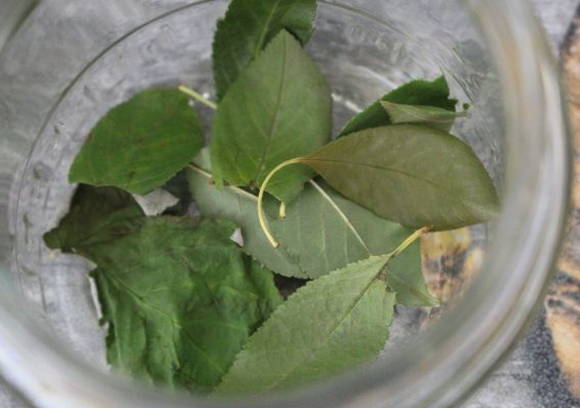 Моченые яблоки в домашних условиях Моченые яблоки в домашних условиях