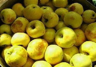 Моченые яблоки в домашних условиях Моченые яблоки в домашних условиях